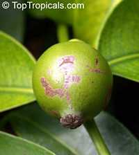 Garcinia hombroniana