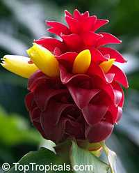 Costus - Red Button Ginger

Click to see full-size image