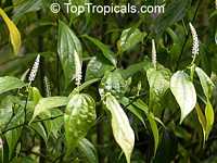 Piper sp., Pepper Piper sp., Pepper