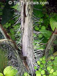 Nephrosperma vanhoutteanum