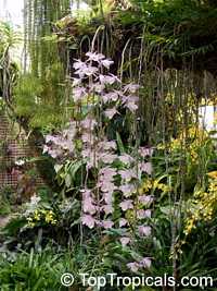 Dendrobium pierardii, Dendrobium aphyllum, Dendrobium Orchid