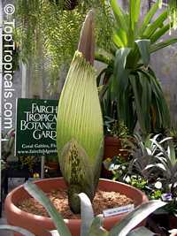 Amorphophallus sp., Voodoo lily, Devils tongue, Snake Palm, Corpse flower