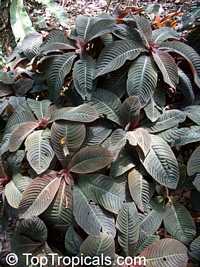 Hoffmannia ghiesbreghtii, Campylobotrys ghiesbreghtii, Taffeta Plant, Strawberry Splash