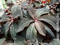Hoffmannia ghiesbreghtii, Campylobotrys ghiesbreghtii, Taffeta Plant, Strawberry Splash