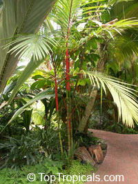 Areca vestiaria - Red Crownshaft Palm (red trunk)

Click to see full-size image