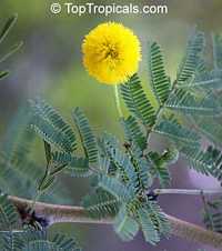 Acacia tortuosa, Mimosa tortuosa, Twisted Acacia, Huisachillo