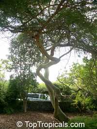 Acacia tortuosa, Mimosa tortuosa, Twisted Acacia, Huisachillo
