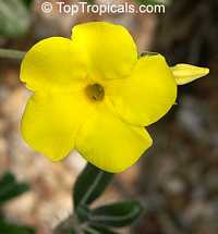 Pachypodium rosulatum, Elephant