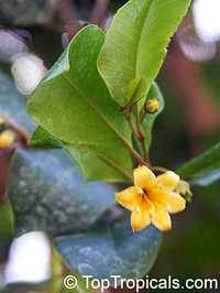 Goetzea elegans, Beautiful Goetzea, Mata Buey