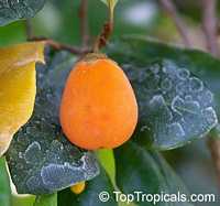 Goetzea elegans, Beautiful Goetzea, Mata Buey