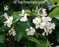 Chonemorpha fragrans, Chonemorpha macrophylla, Frangipani vine