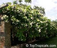 Chonemorpha fragrans, Chonemorpha macrophylla, Frangipani vine