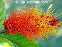 Combretum aubletii, Monkey