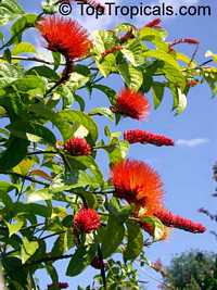 Combretum aubletii, Monkey