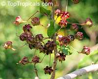 Ginoria sp., Ginoria