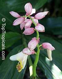 Alpinia hybrid Pink Perfection, Pink porcelain lily Alpinia hybrid Pink Perfection, Pink porcelain lily