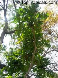 Trevesia burckii, Snow Flake Tree, Ghost