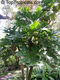 Trevesia burckii, Snow Flake Tree, Ghost