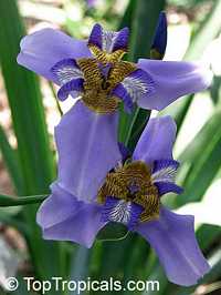 Neomarica caerulea