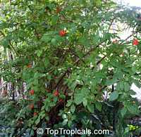 Pereskia bleo, Pereskia corrugata, Rose cactus, Wax rose, Perescia