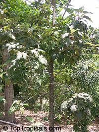 Ruizia cordata, Ruizia Ruizia cordata, Ruizia