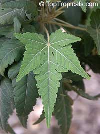 Ruizia cordata, Ruizia Ruizia cordata, Ruizia