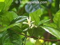 Swinglea glutinosa, Aegle decandra, Limonia glutinosa, Glutinous swinglea, Tabog