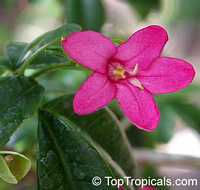 Ravenia spectabilis, Lemonia spectabilis Ravenia spectabilis, Lemonia spectabilis