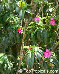 Ravenia spectabilis, Lemonia spectabilis Ravenia spectabilis, Lemonia spectabilis