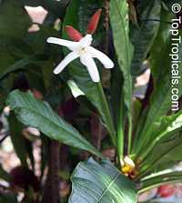 Erythrochiton brasiliensis