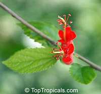 Helicteres guazumifolia, Helicteres