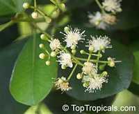 Pimenta racemosa, Caryophyllus racemosus, Bay Rum Tree