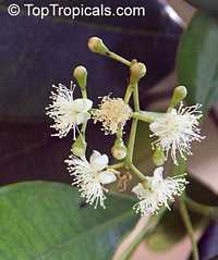 Pimenta racemosa, Caryophyllus racemosus, Bay Rum Tree