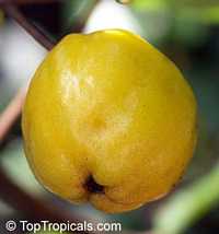 Pseudanamomis umbellulifera, Myrtus umbellulifera, Monos plum, Ciruelas