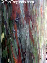 Eucalyptus deglupta - Rainbow Eucalyptus, 3 gal pot

Click to see full-size image