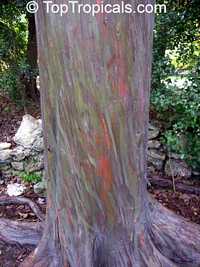 Eucalyptus deglupta , Rainbow Eucalyptus, Mindanao Gum, Rainbow Gum