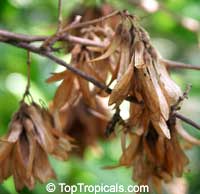 Ruprechtia coriacea, Ruprechtia Ruprechtia coriacea, Ruprechtia