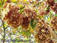 Anogeissus latifolia, Ghatti, Indian Gum Tree, Dhawa, Indian sumac