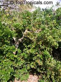 Jacquinia macrocarpa, Jacquinia aurantiaca