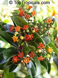 Jacquinia macrocarpa, Jacquinia aurantiaca