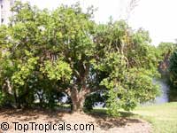 Jacquinia macrocarpa, Jacquinia aurantiaca