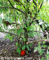 Brownea macrophylla, Panama Flame Tree, Rose of Venezuela 