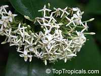 Ixora finlaysoniana, Ixora fragrans, Fragrant Ixora Ixora finlaysoniana, Ixora fragrans, Fragrant Ixora