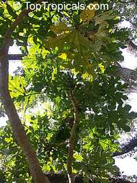 Trevesia burckii, Snow Flake Tree, Ghost