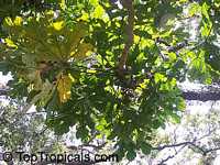 Trevesia burckii, Snow Flake Tree, Ghost
