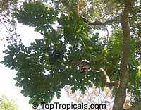 Trevesia burckii, Snow Flake Tree, Ghost