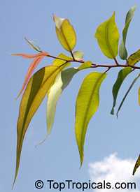 Eucalyptus citriodora - Lemon Eucalypt

Click to see full-size image