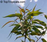 Eucalyptus citriodora, Corymbia citriodora, Lemon Eucalyptus, Citron-scented Gum, Lemon Scented Gum Eucalyptus citriodora, Corymbia citriodora, Lemon Eucalyptus, Citron-scented Gum, Lemon Scented Gum