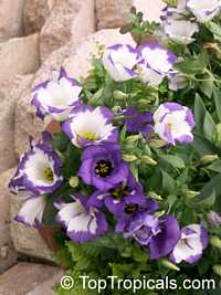 Eustoma grandiflorum, Lisianthus russelianus, Texas Bluebell, Lisianthus, Tulip Gentian