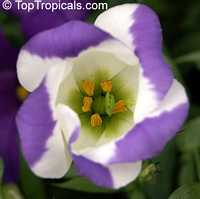 Eustoma grandiflorum, Lisianthus russelianus, Texas Bluebell, Lisianthus, Tulip Gentian